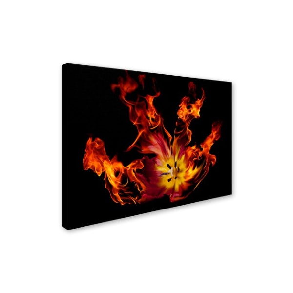 Lori Hutchison 'Flaming Tulip' Canvas Art,18x24